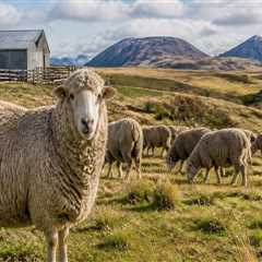 Understanding the Environmental Impacts of Wool Production